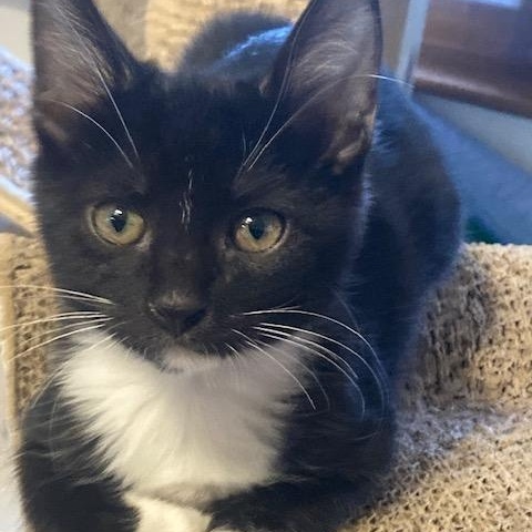 LB, ADOPTABLE, Kitten Male Domestic Short Hair.