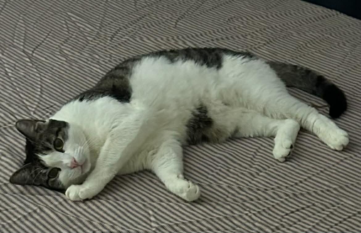 Enlarge Cappy, a Adoptable Domestic Short Hair in Woodmere, NY image 2/4