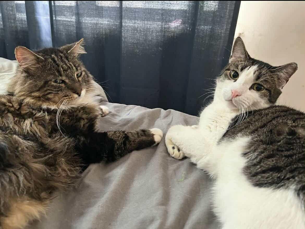 Enlarge Cappy, a Adoptable Domestic Short Hair in Woodmere, NY image 4/4