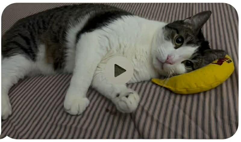 Enlarge Cappy, a Adoptable Domestic Short Hair in Woodmere, NY image 3/4