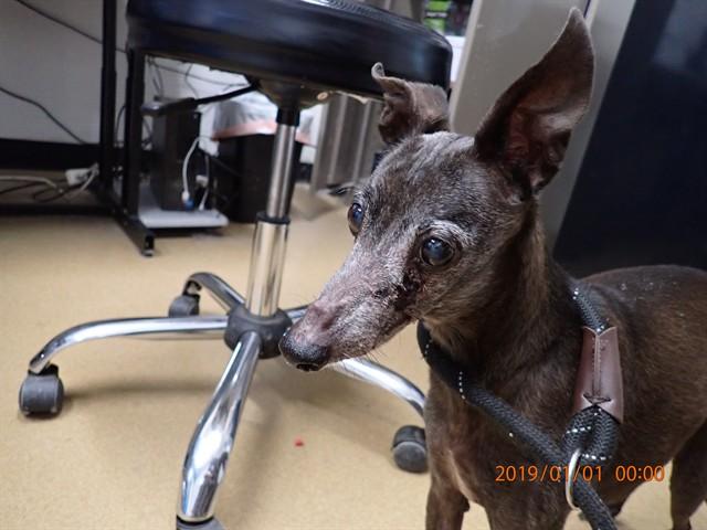 Enlarge COCO, a Adoptable Italian Greyhound in Saint Peters, MO image 1/1