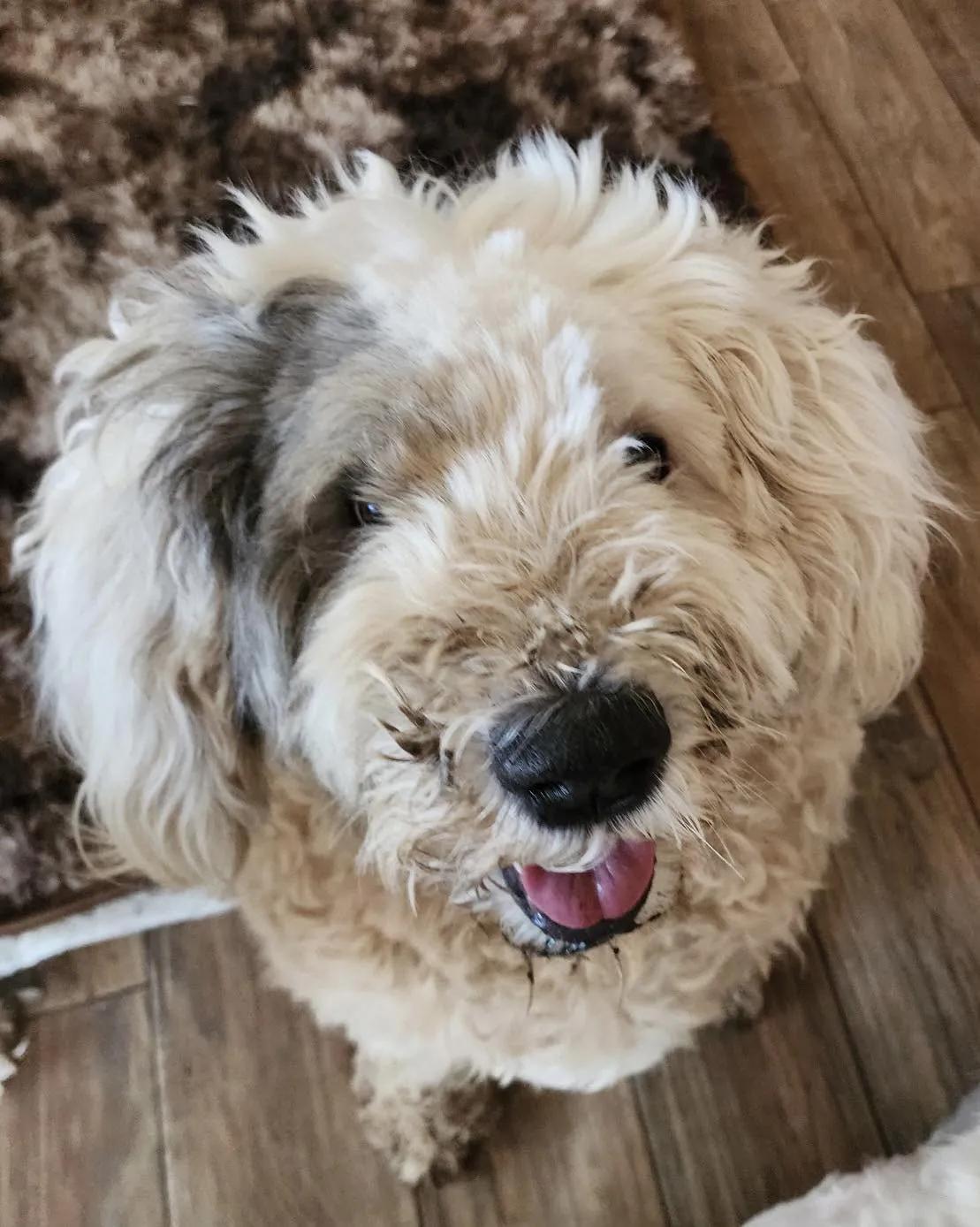 Edison (Special Needs), Adopted, Adult Male Old English Sheepdog.