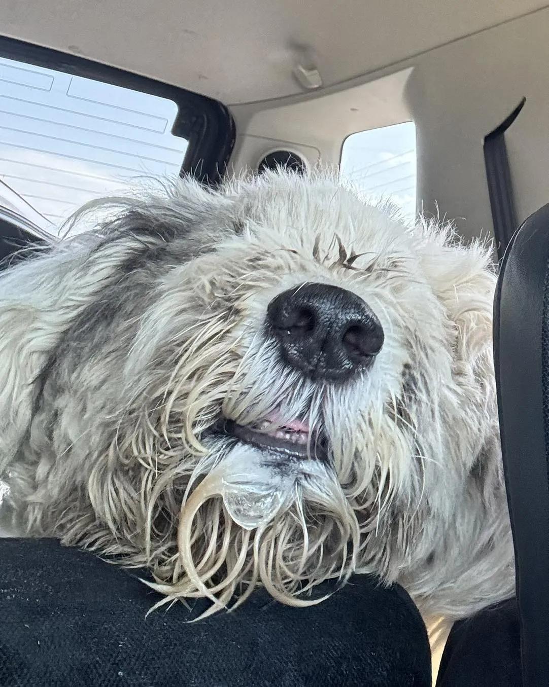 Enlarge Edison (Special Needs), a Adopted Old English Sheepdog in Yukon, OK image 2/2