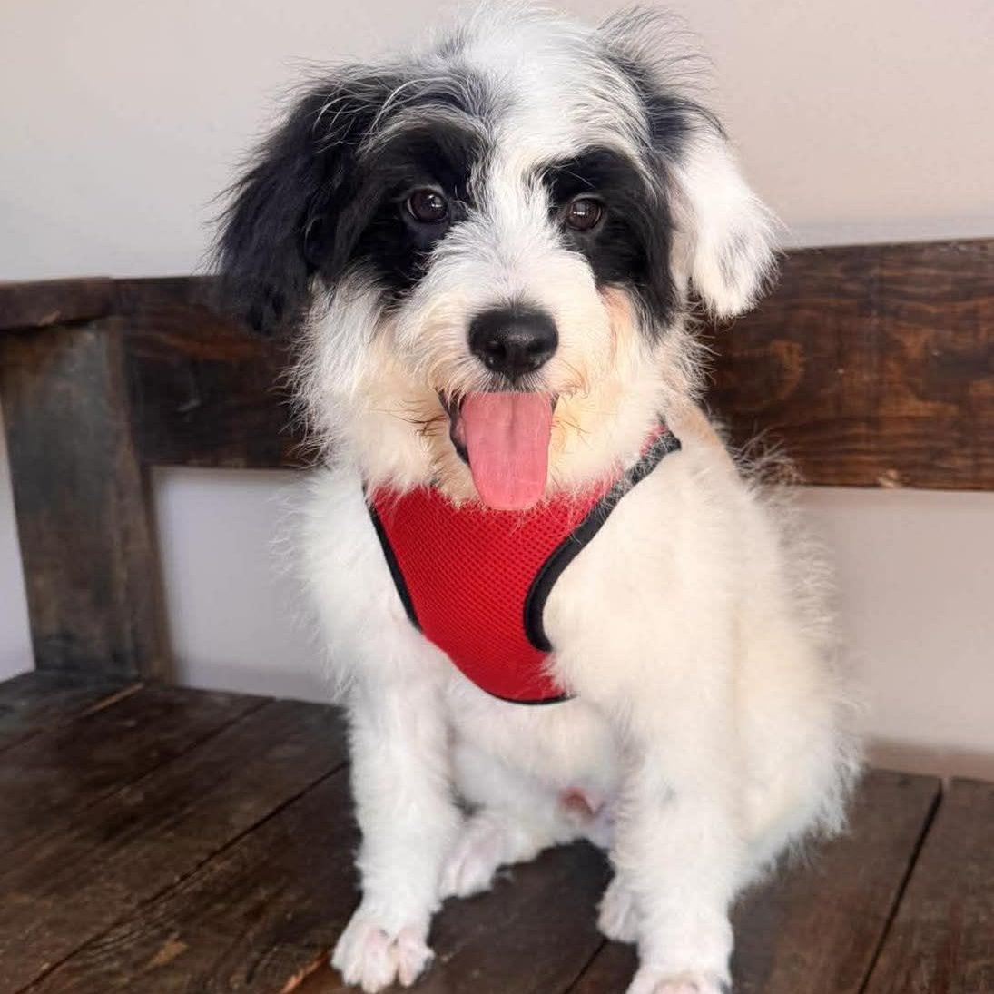 Enlarge DIEGO 5 months 22 pounds, a Adoptable mixed breed in Aliso Viejo, CA image 2/6