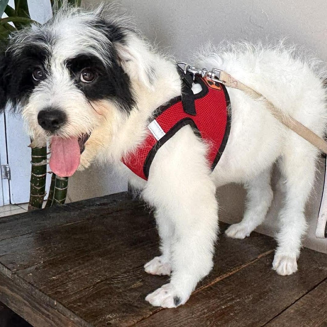 Enlarge DIEGO 5 months 22 pounds, a Adoptable mixed breed in Aliso Viejo, CA image 3/6