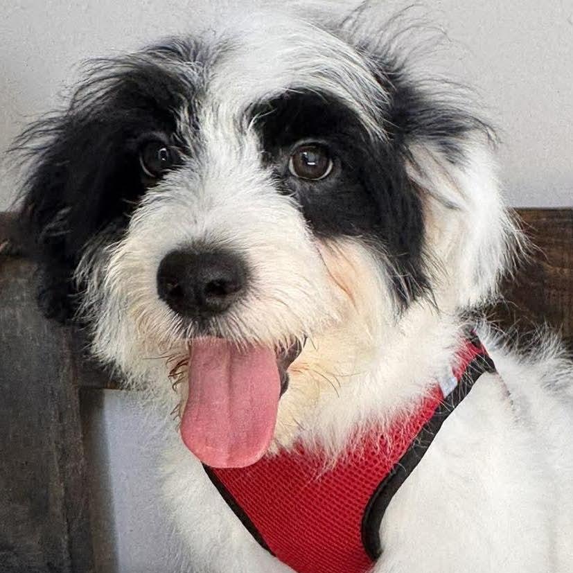 Enlarge DIEGO 5 months 22 pounds, a Adoptable mixed breed in Aliso Viejo, CA image 1/6