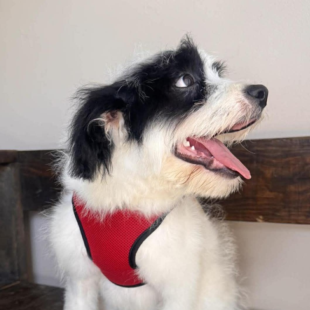 Enlarge DIEGO 5 months 22 pounds, a Adoptable mixed breed in Aliso Viejo, CA image 6/6