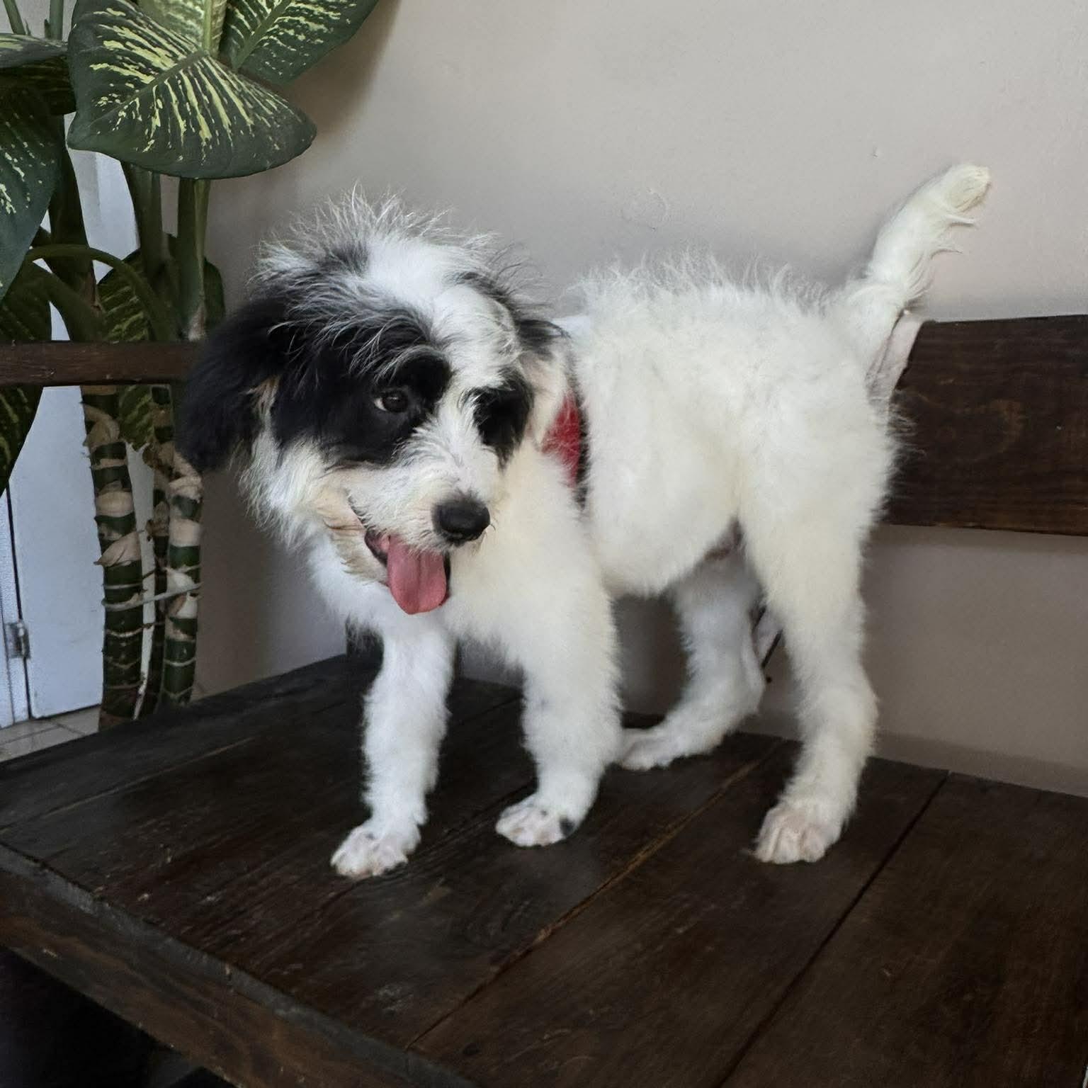 Enlarge DIEGO 5 months 22 pounds, a Adoptable mixed breed in Aliso Viejo, CA image 5/6