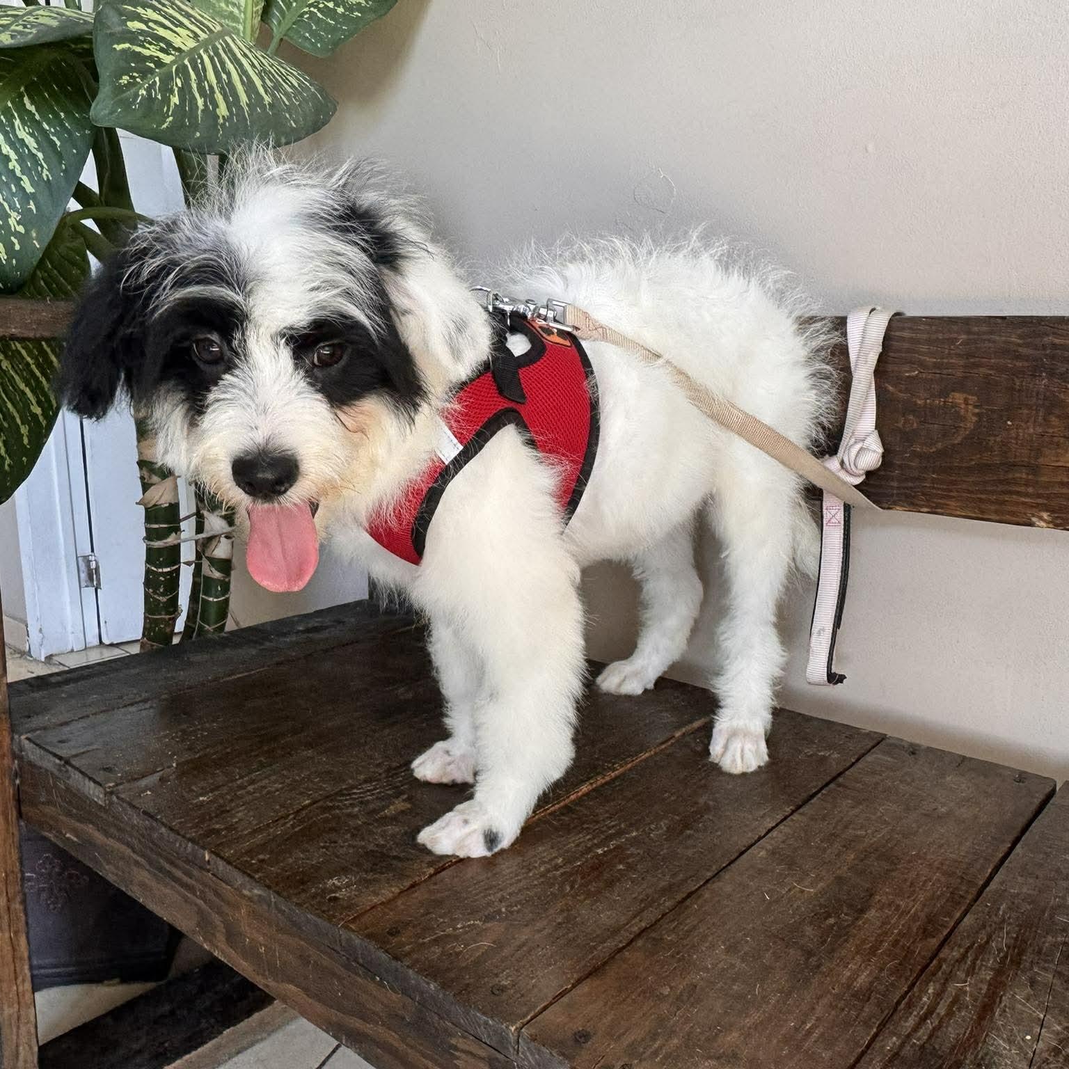 Enlarge DIEGO 5 months 22 pounds, a Adoptable mixed breed in Aliso Viejo, CA image 4/6