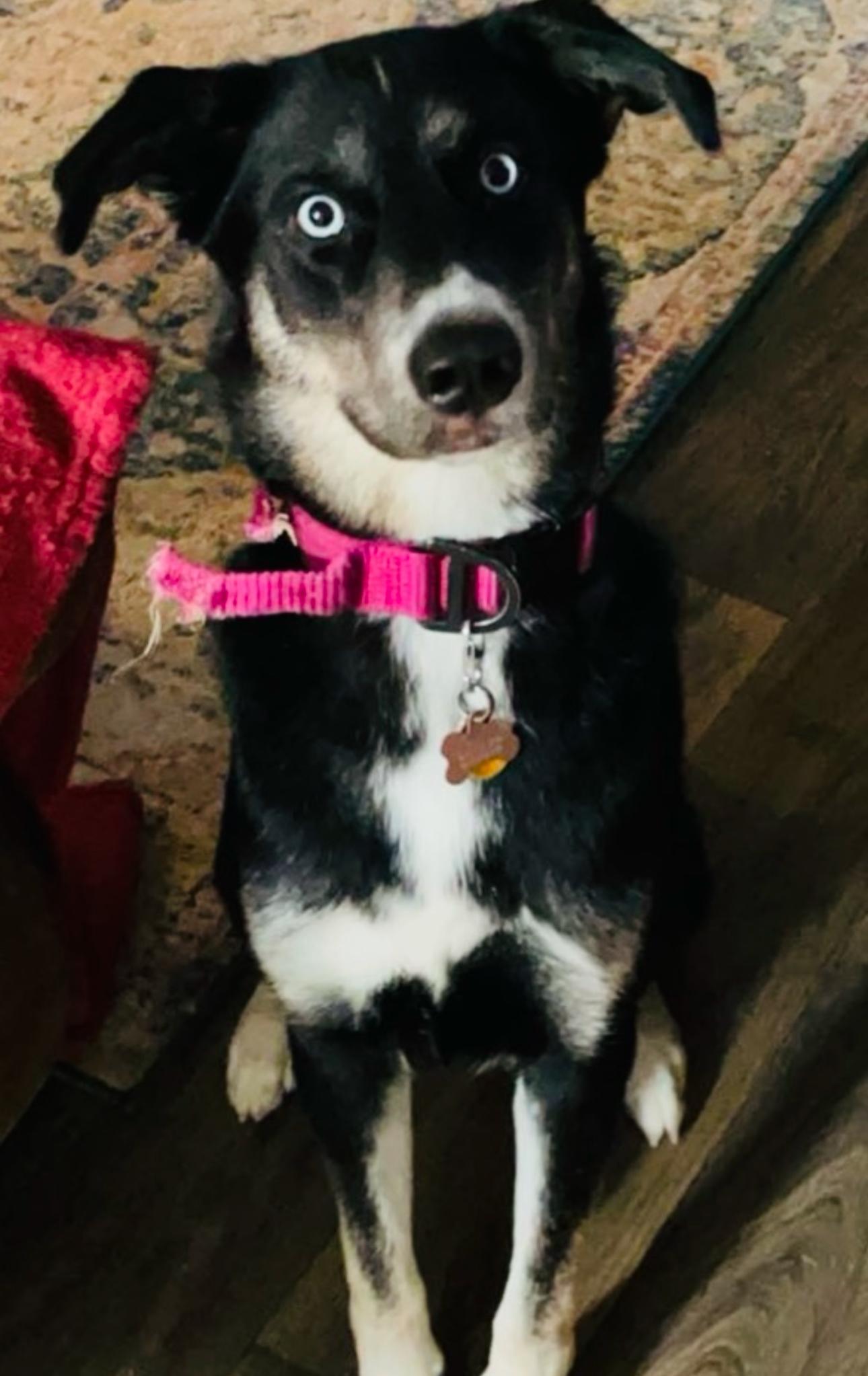 Enlarge Lucy, a Adoptable mixed breed in Franklin, TN image 3/5