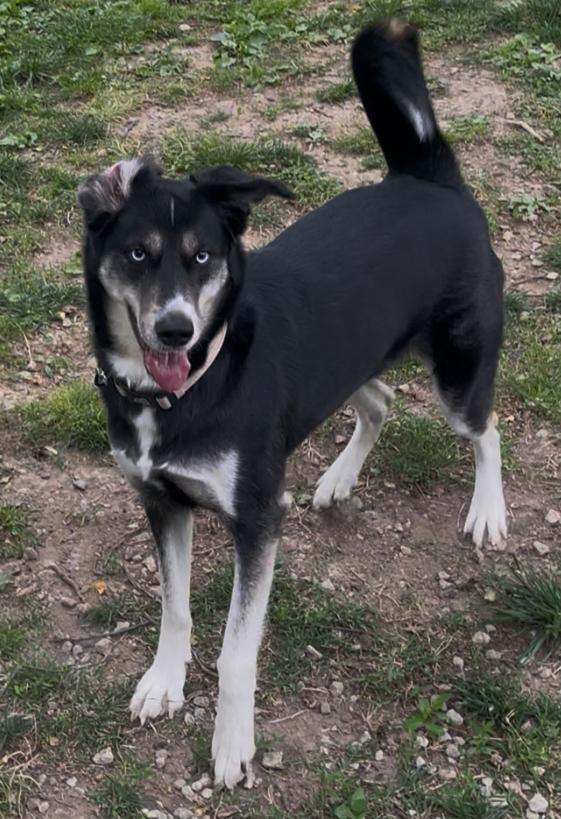 Lucy, Adoptable, Adult Female Siberian Husky & Black Labrador Retriever.