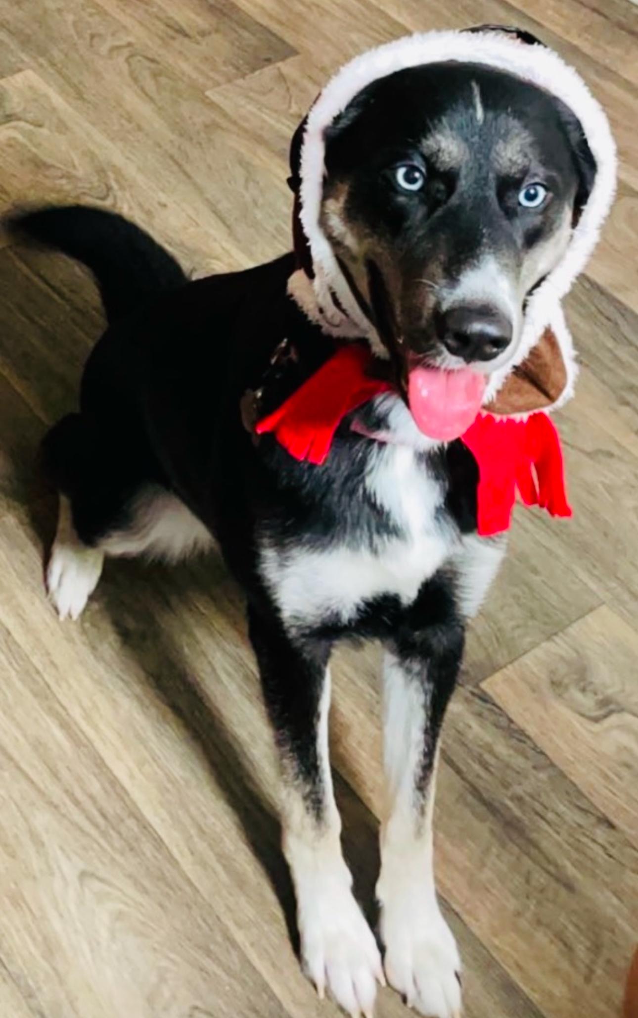 Enlarge Lucy, a Adoptable mixed breed in Franklin, TN image 5/5