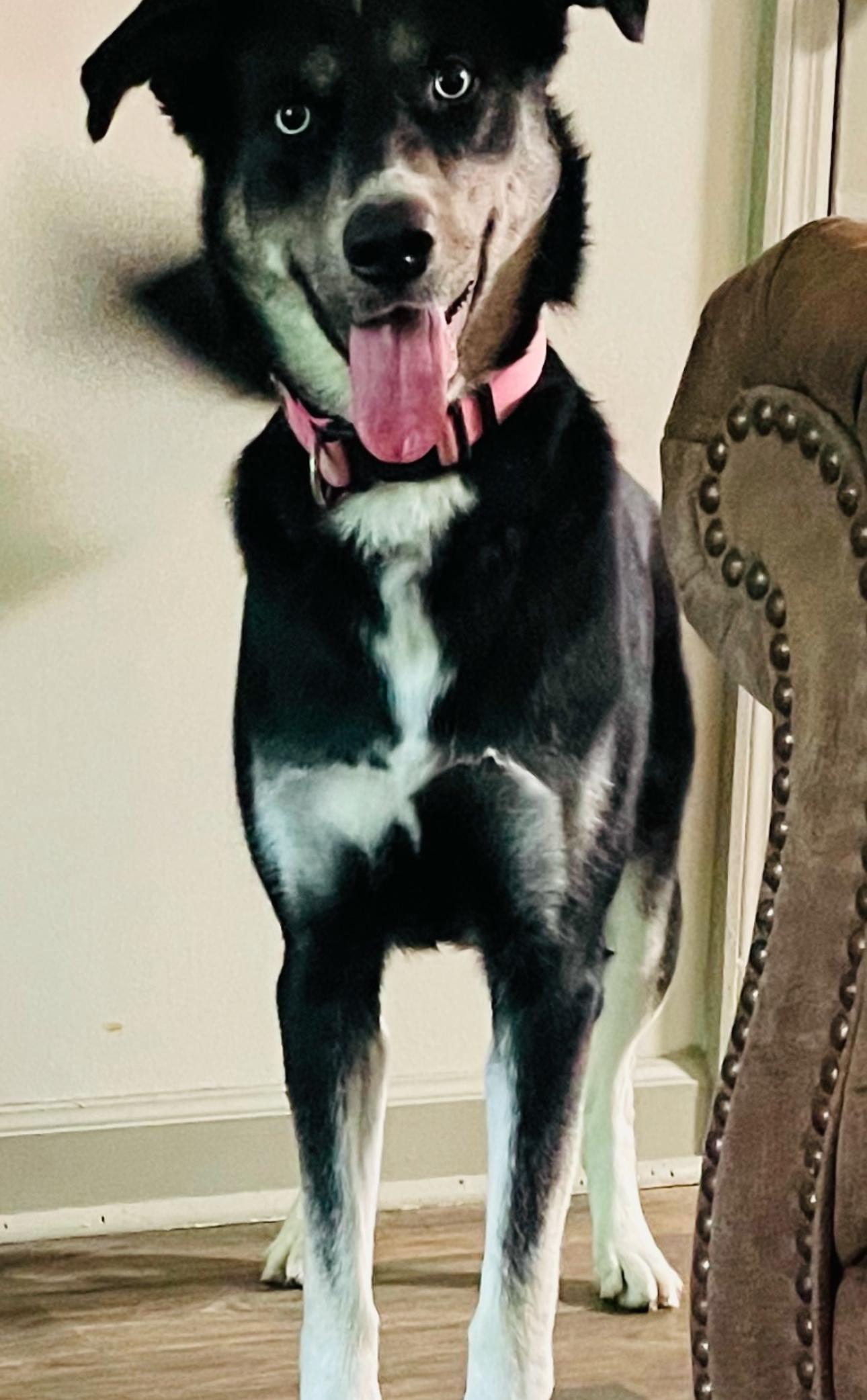 Enlarge Lucy, a Adoptable mixed breed in Franklin, TN image 4/5