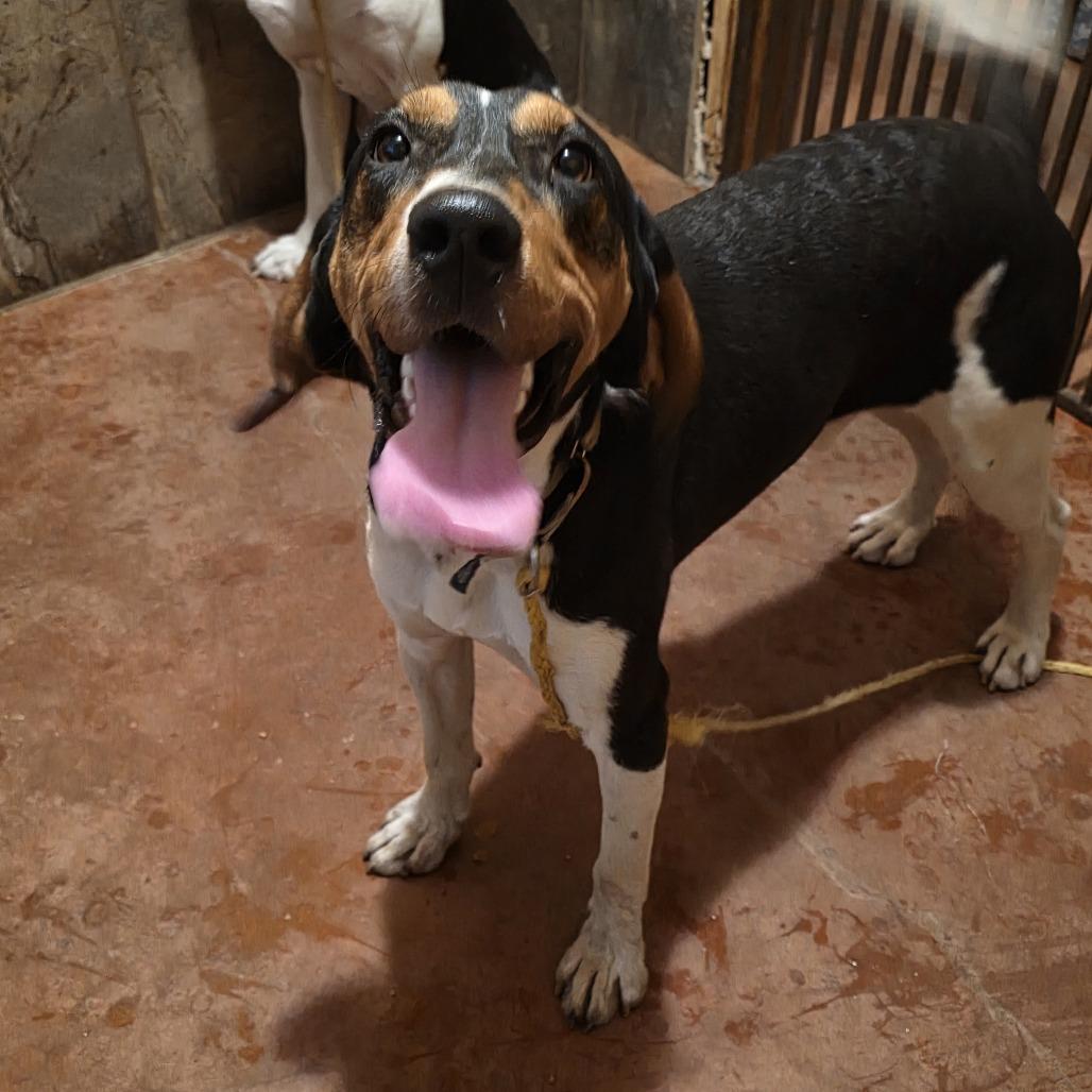 Johnny, Adoptable, Young Male Treeing Walker Coonhound.
