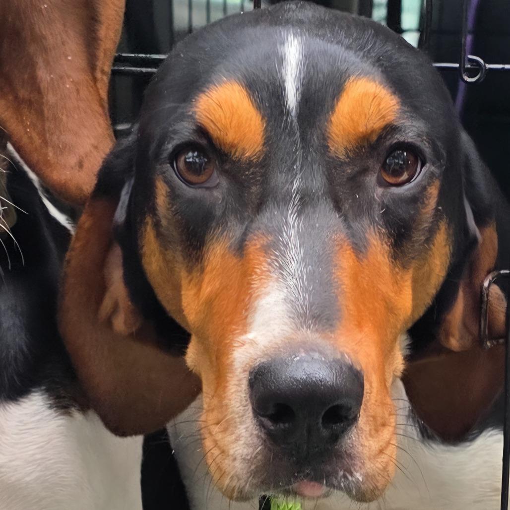 Enlarge Johnny, a Adoptable Treeing Walker Coonhound in Glenfield, NY image 2/3