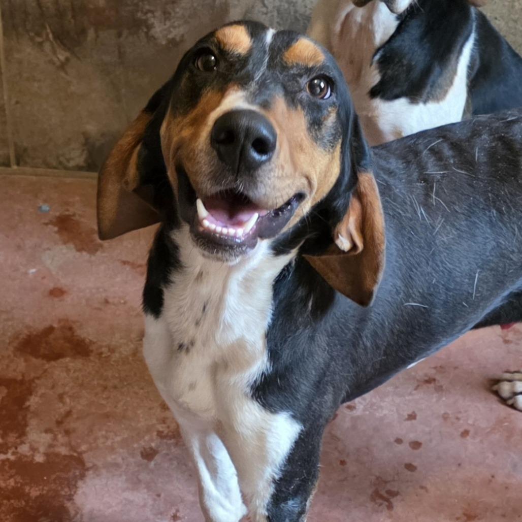 Enlarge Johnny, a Adoptable Treeing Walker Coonhound in Glenfield, NY image 3/3