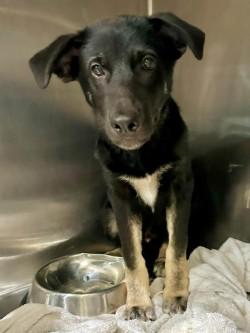Enlarge DC A2026488, a Adoptable German Shepherd Dog in Sherman, TX image 1/1