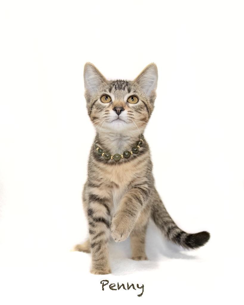 Penny, Adoptable, Kitten Female Domestic Short Hair.