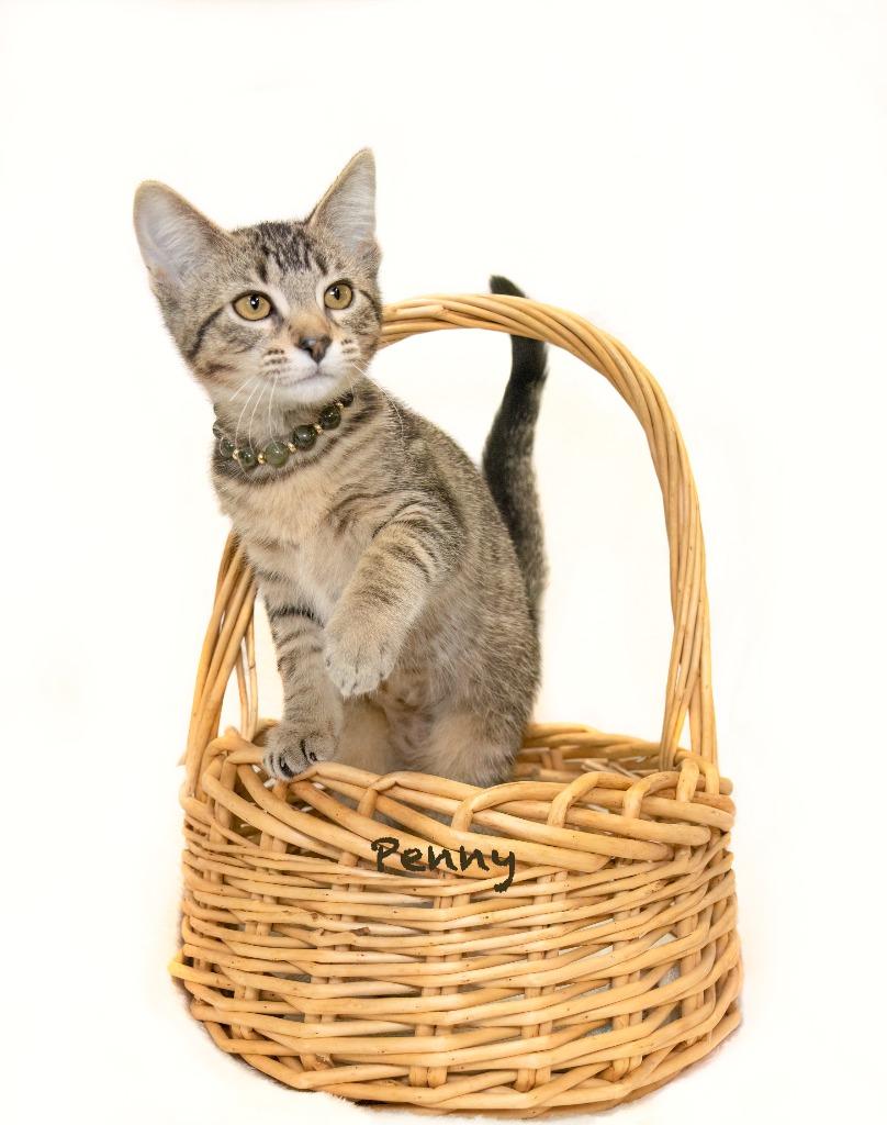 Penny, Adoptable, Kitten Female Domestic Short Hair.
