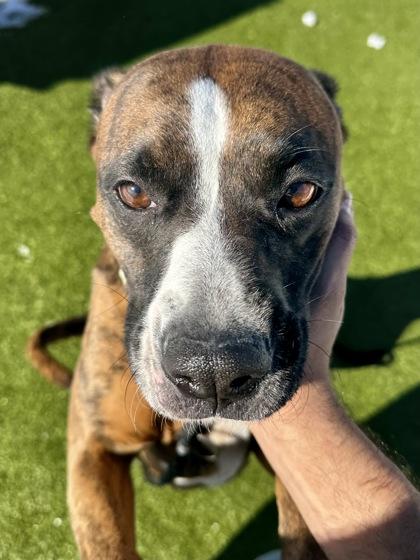 Mimic, Adoptable, Adult Female Mixed Breed & Mixed Breed.