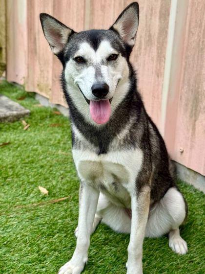 Gemma - 1, Adoptable, Young Female Siberian Husky & Mixed Breed.