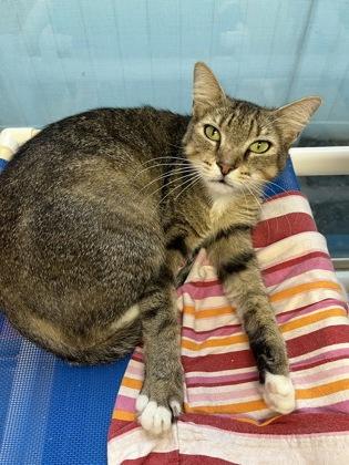 Enlarge Scamper, a Adoptable mixed breed in Largo, FL image 1/3