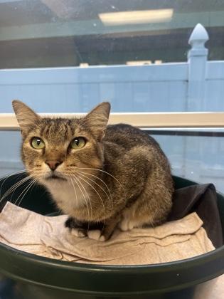 Enlarge Scamper, a Adoptable mixed breed in Largo, FL image 2/3