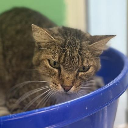 Scamper, a Adoptable mixed breed in Largo, FL image 2/3