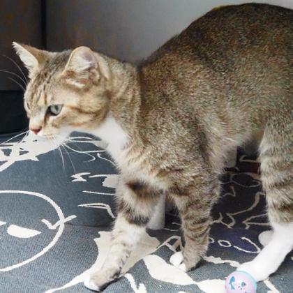 Scamper, Adoptable, Adult Female Domestic Short Hair & Domestic Short Hair.