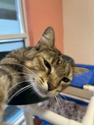 Enlarge Scamper, a Adoptable mixed breed in Largo, FL image 3/3