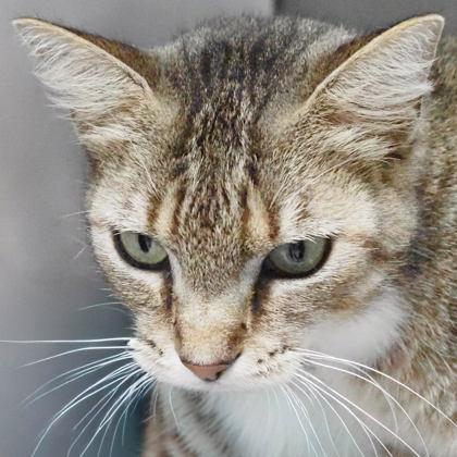 Scamper, a Adoptable mixed breed in Largo, FL image 3/3