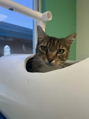 Scamper, a Adoptable mixed breed in Largo, FL image 3/3