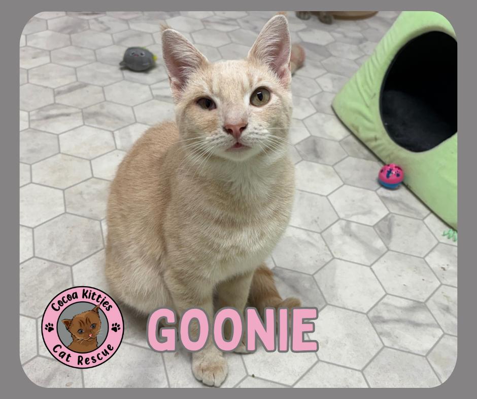 Enlarge Goonie, a Adoptable mixed breed in Hershey, PA image 1/6