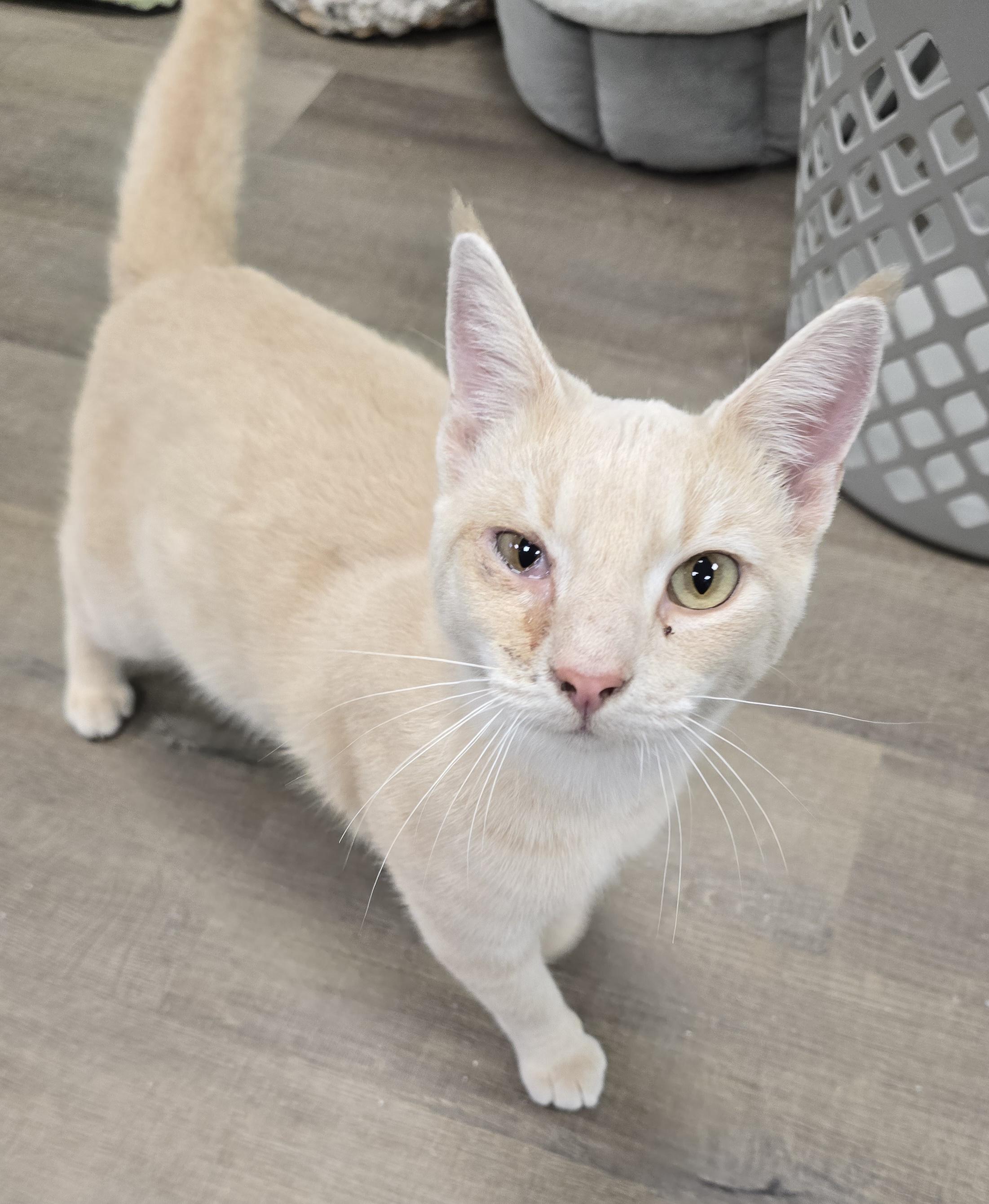 Enlarge Goonie, a Adoptable mixed breed in Hershey, PA image 2/6