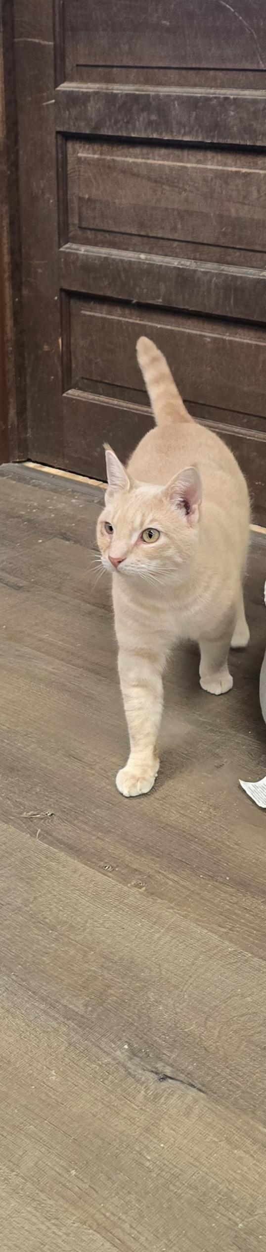 Enlarge Goonie, a Adoptable mixed breed in Hershey, PA image 3/6