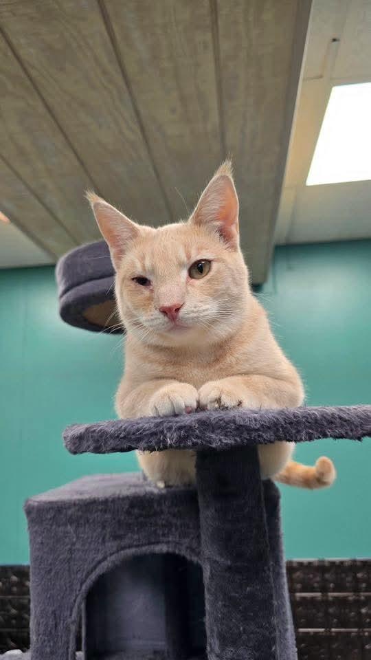 Enlarge Goonie, a Adoptable mixed breed in Hershey, PA image 3/6