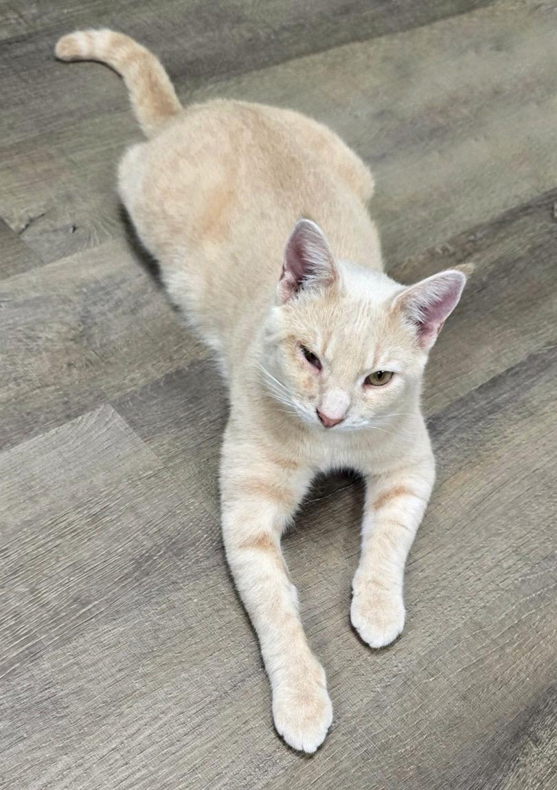 Enlarge Goonie, a Adoptable mixed breed in Hershey, PA image 5/6