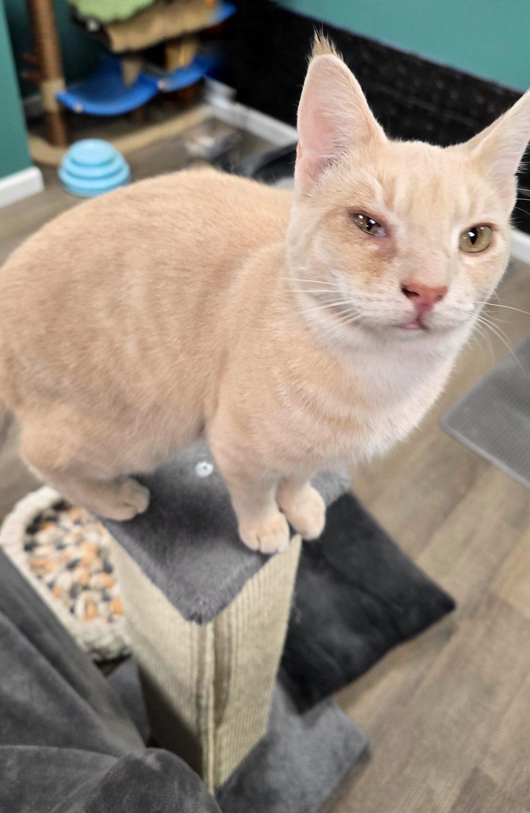 Enlarge Goonie, a Adoptable mixed breed in Hershey, PA image 6/6