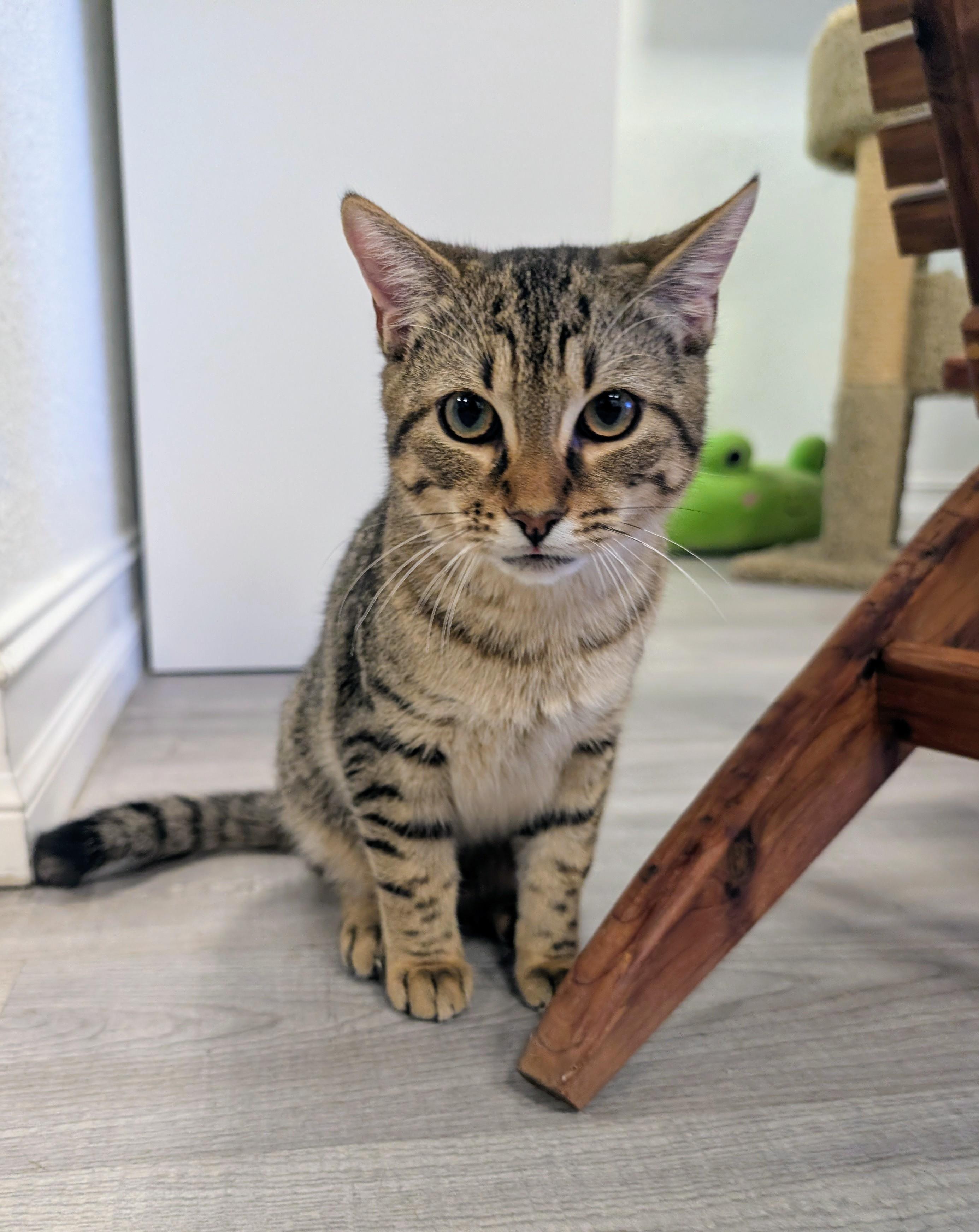 Enlarge Mahi , an adopted Domestic Short Hair in New Port Richey, FL image 2/2