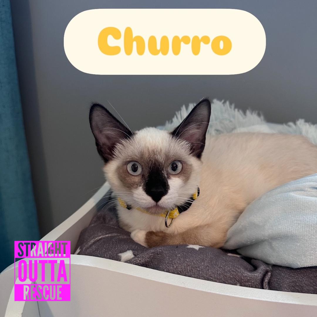 Enlarge Churro, a Adopted mixed breed in Vancouver, BC image 6/6