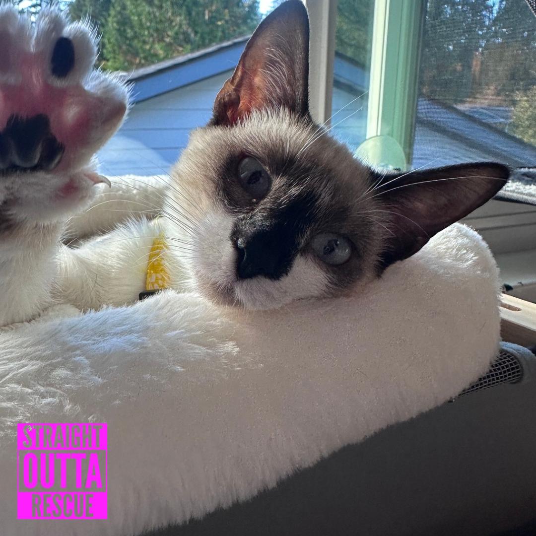 Churro, Adopted, Kitten Male Siamese.