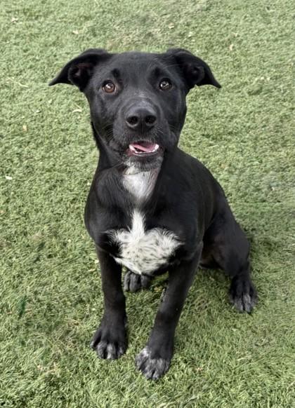 Heidi, ADOPTABLE, Young Female Australian Cattle Dog / Blue Heeler.