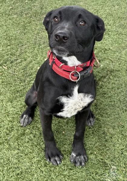 Heidi, a ADOPTABLE mixed breed in Red Bluff, CA image 2/3