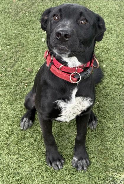 Heidi, a ADOPTABLE mixed breed in Red Bluff, CA image 3/3