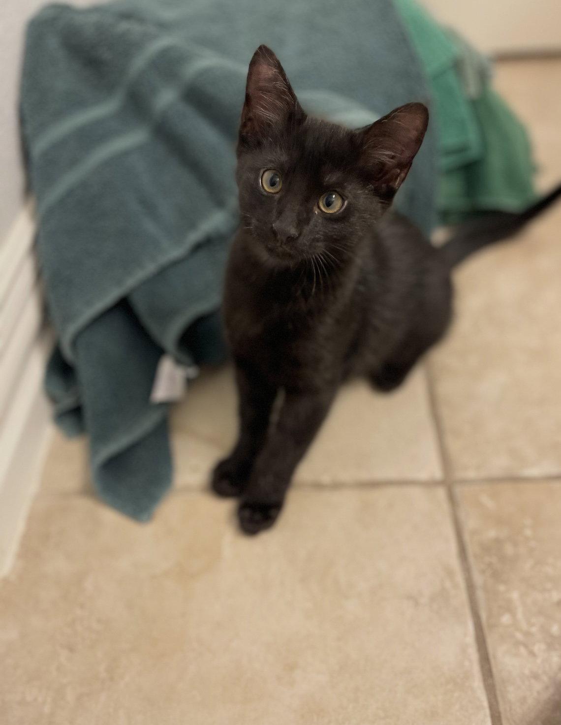 Nox S, Adopted, Kitten Male Domestic Short Hair.