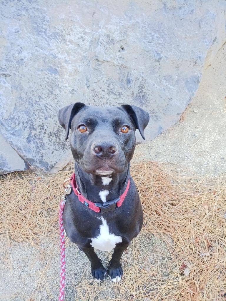 Chili's, Adoptable, Young Female American Staffordshire Terrier & Australian Cattle Dog / Blue Heeler.