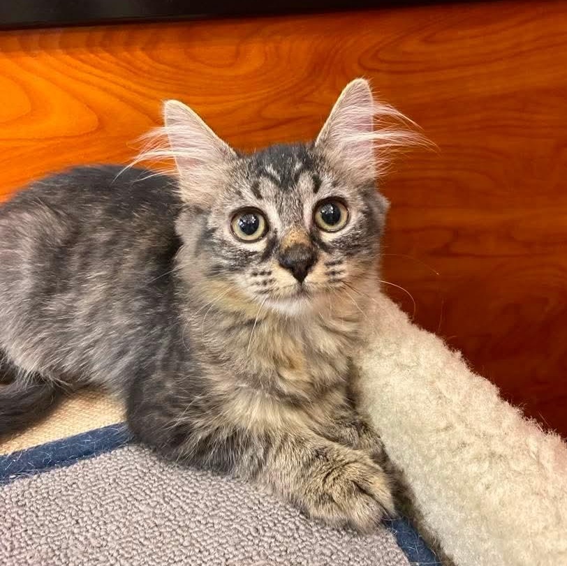 Brielle, adopted, Kitten Female Domestic Medium Hair.