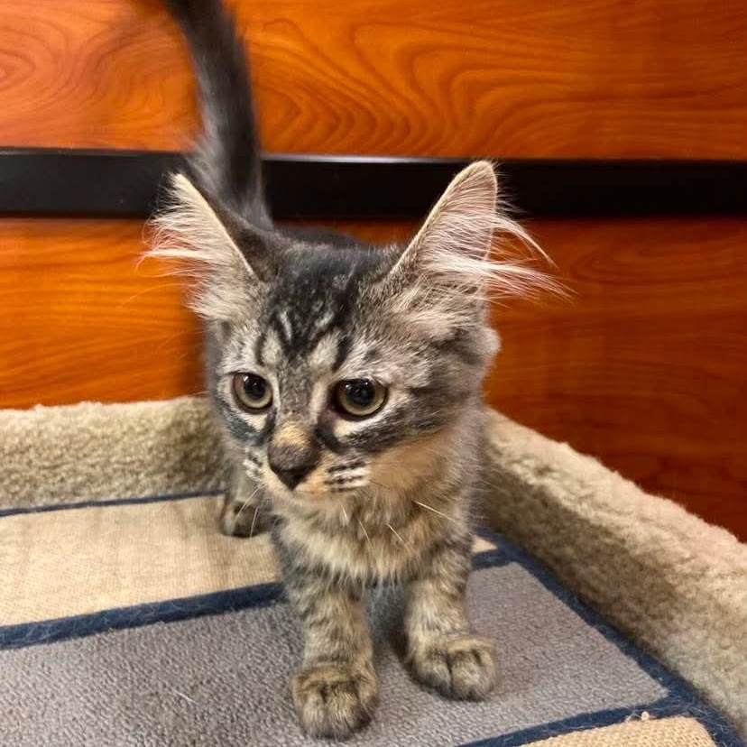Brielle, an adopted Domestic Medium Hair in Memphis, TN image 3/4
