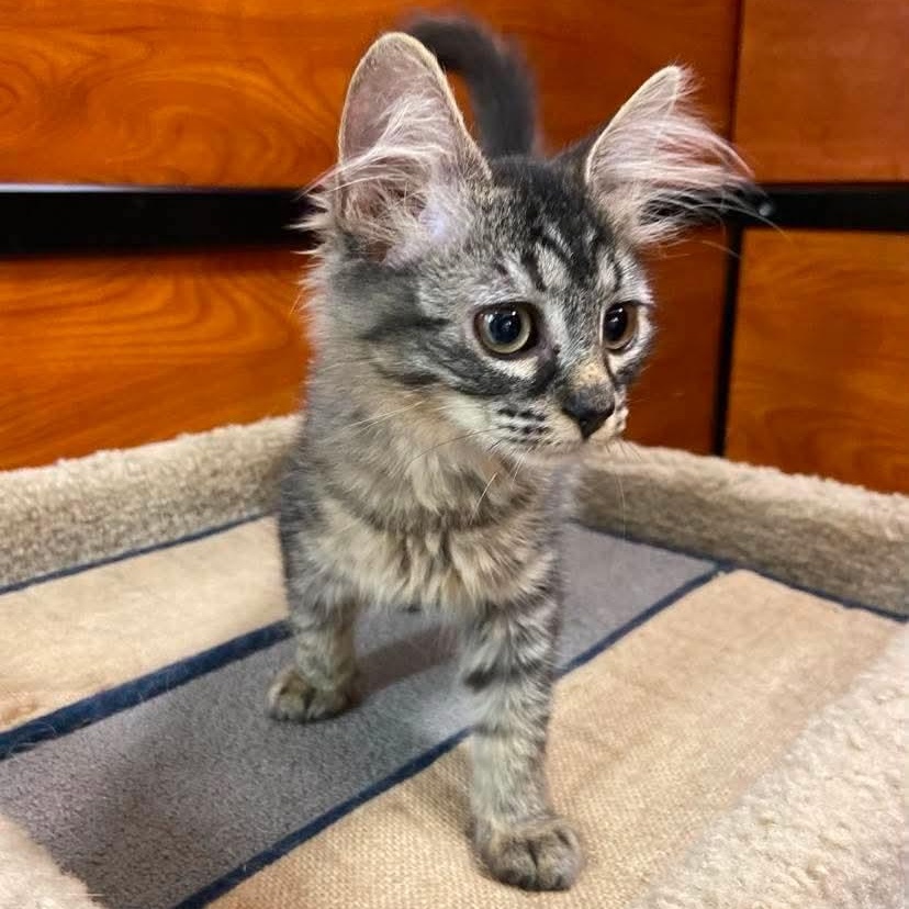 Brielle, an adopted Domestic Medium Hair in Memphis, TN image 2/4