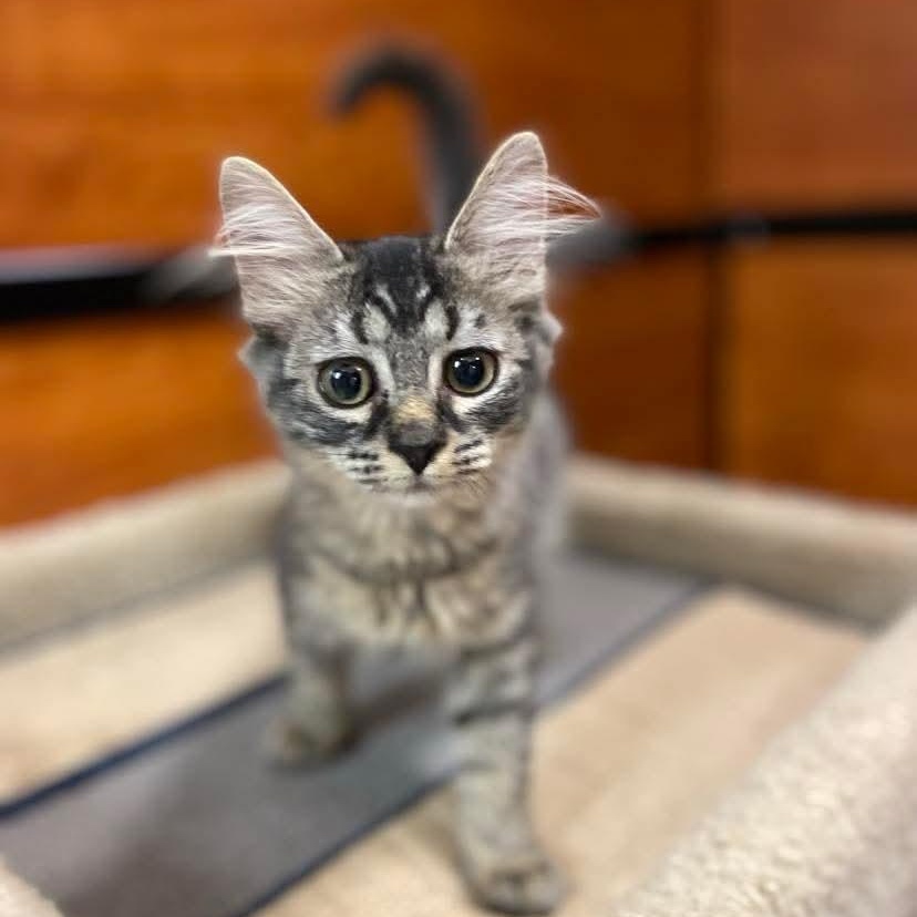 Brielle, an adopted Domestic Medium Hair in Memphis, TN image 4/4